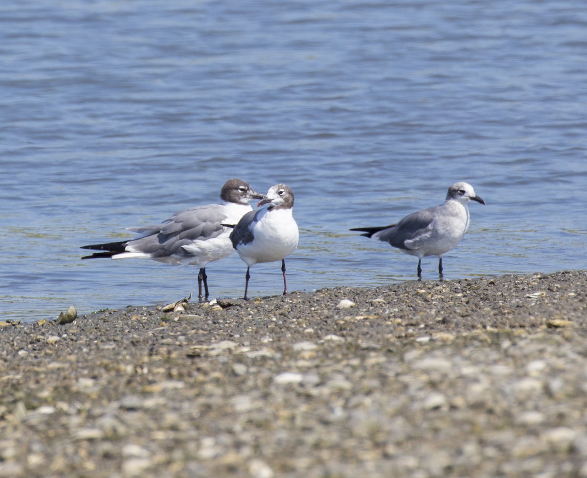 Laughing Gull - ML481938291