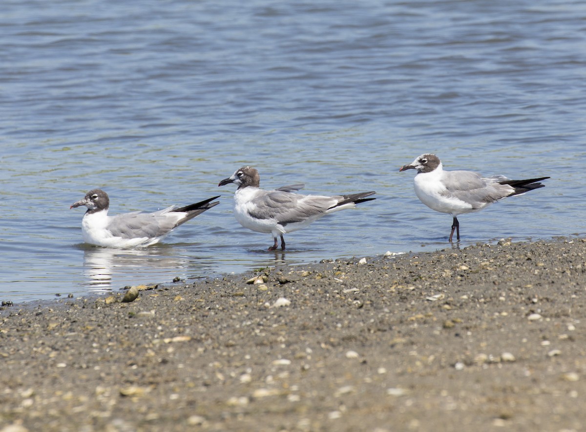 Gaviota Guanaguanare - ML481938311