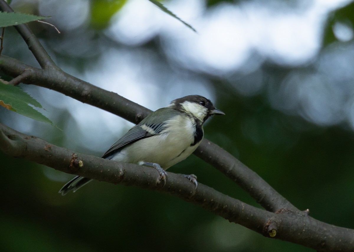 Asian Tit (Japanese) - ML481938561