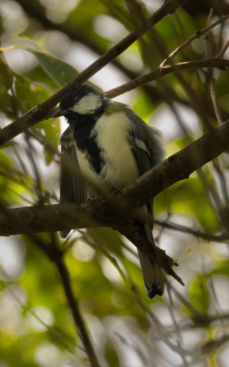 Asian Tit (Japanese) - ML481938631
