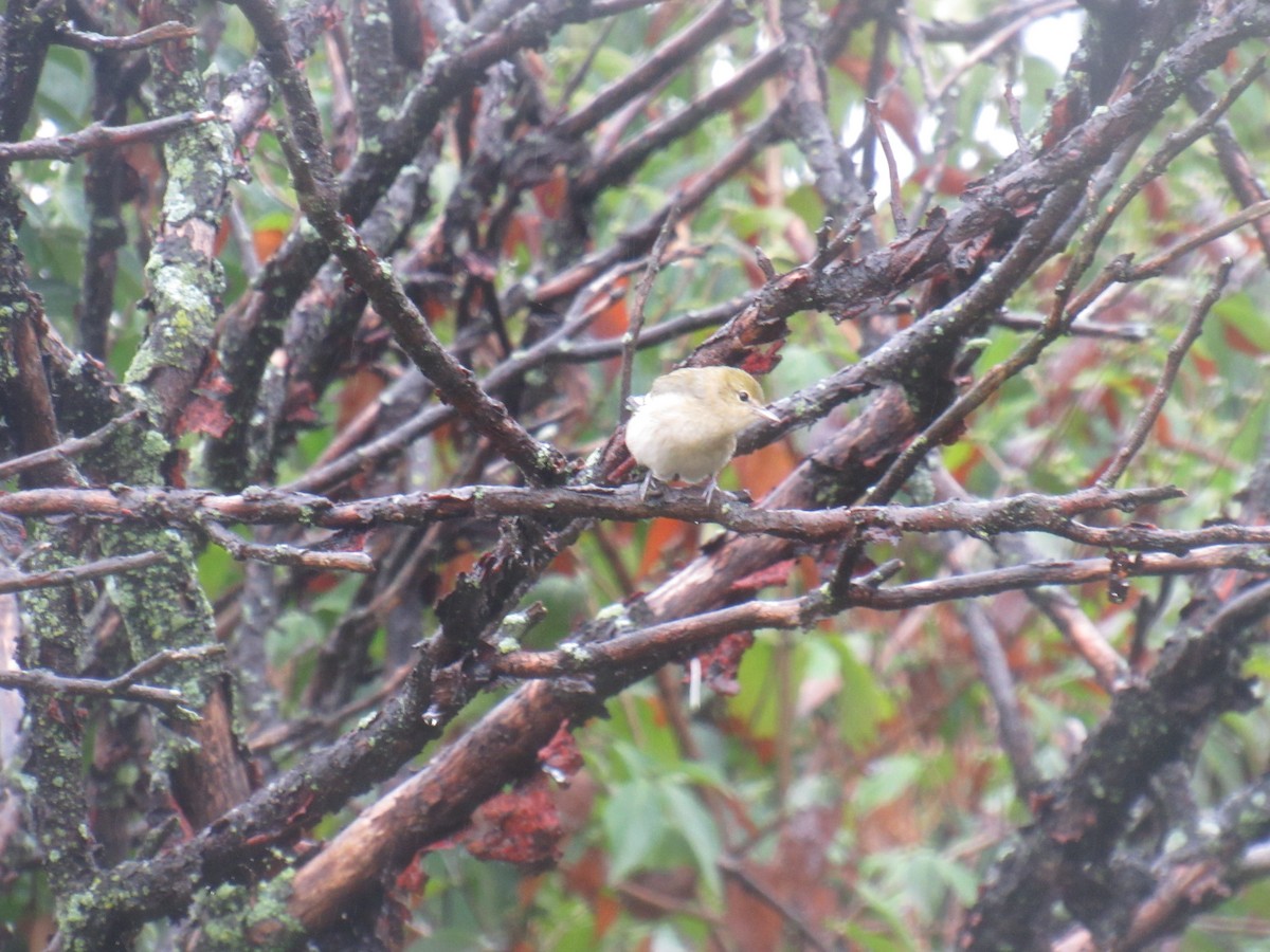 Bay-breasted Warbler - ML481939191