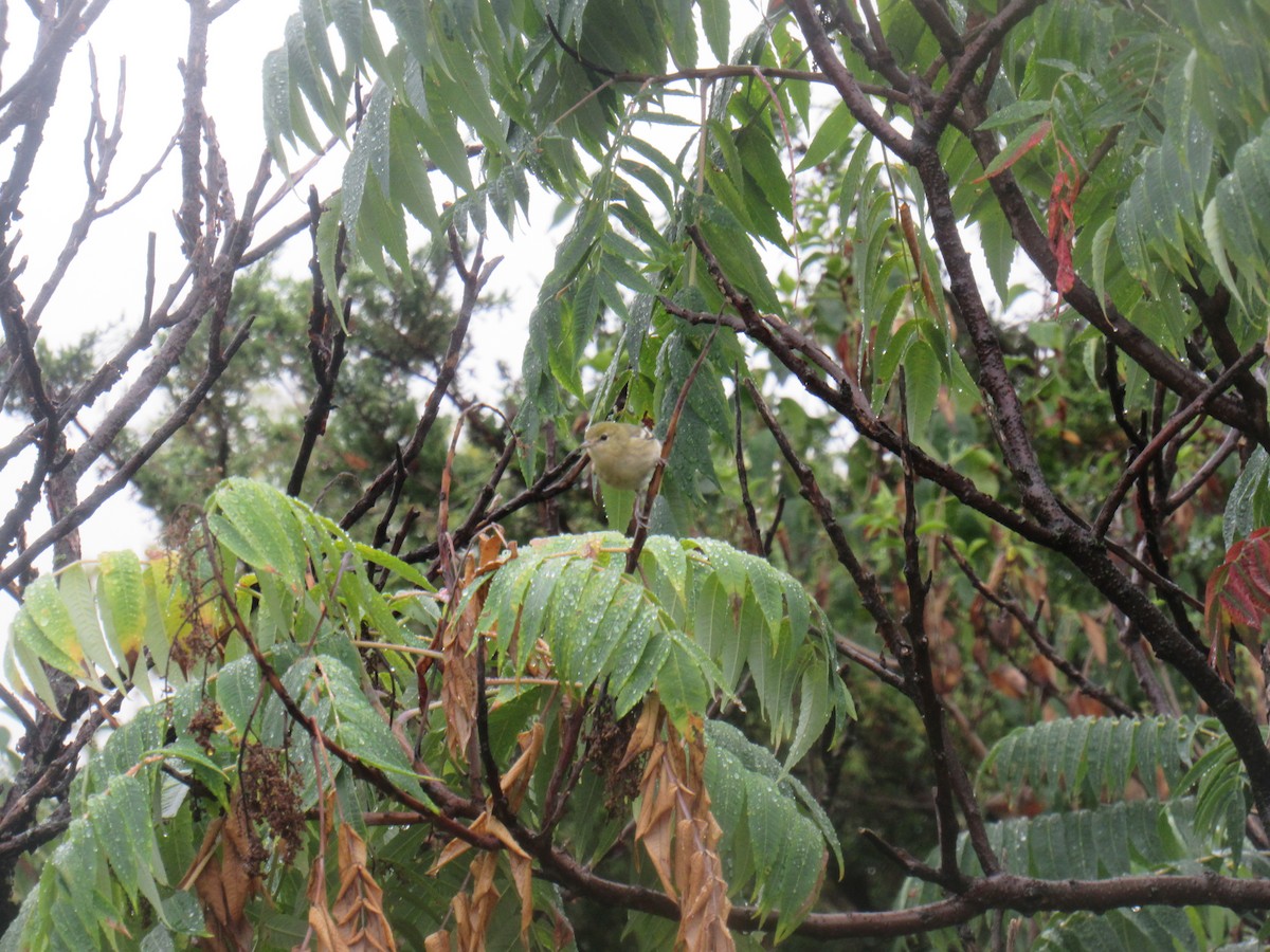 Bay-breasted Warbler - ML481939201