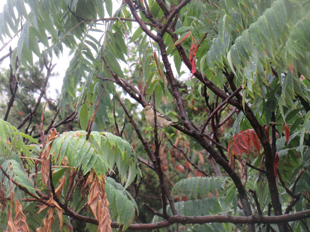 Bay-breasted Warbler - ML481939211