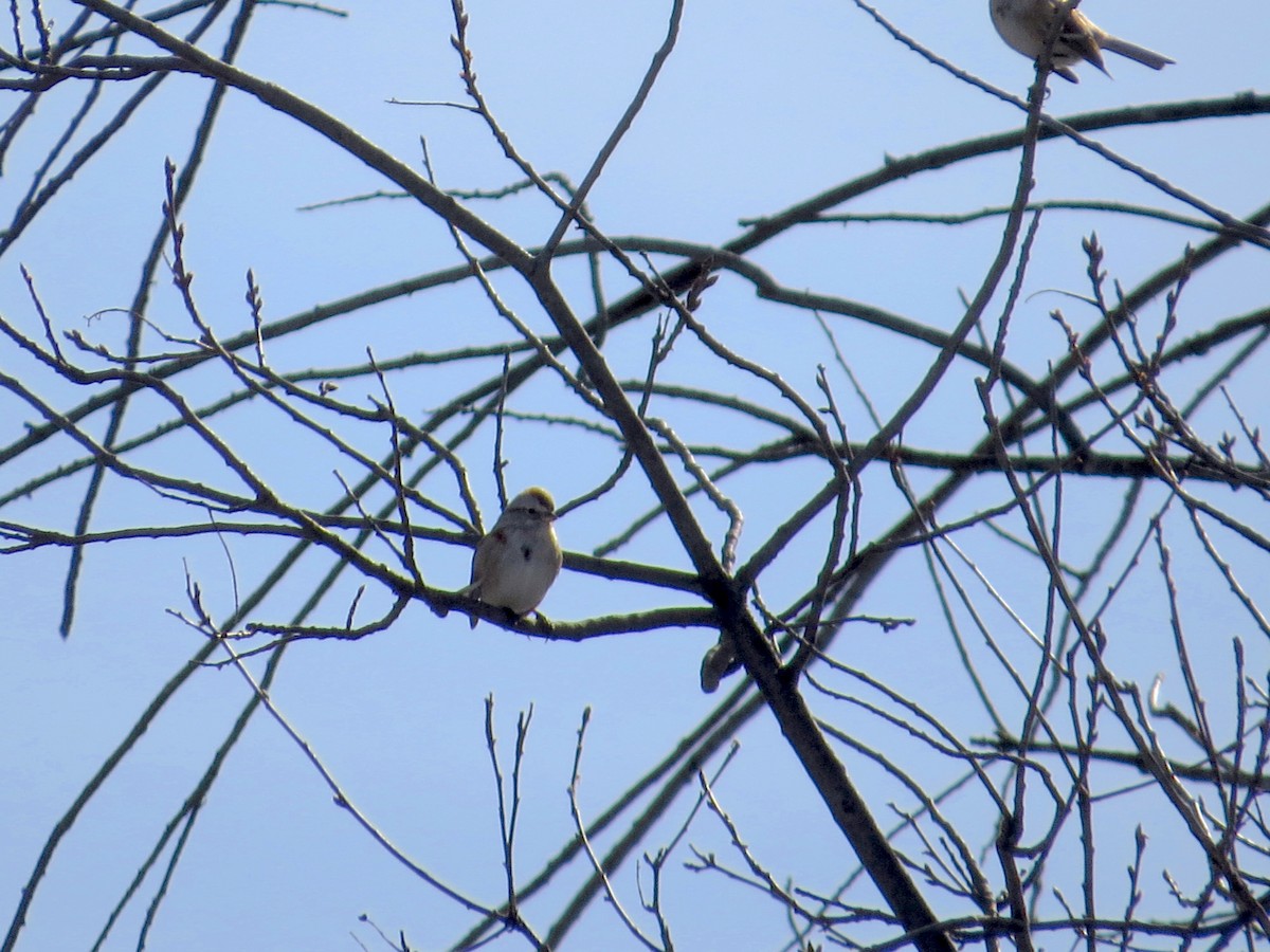 American Tree Sparrow - Joe and Carleen