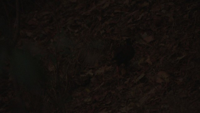 Orange-footed Megapode - ML481940