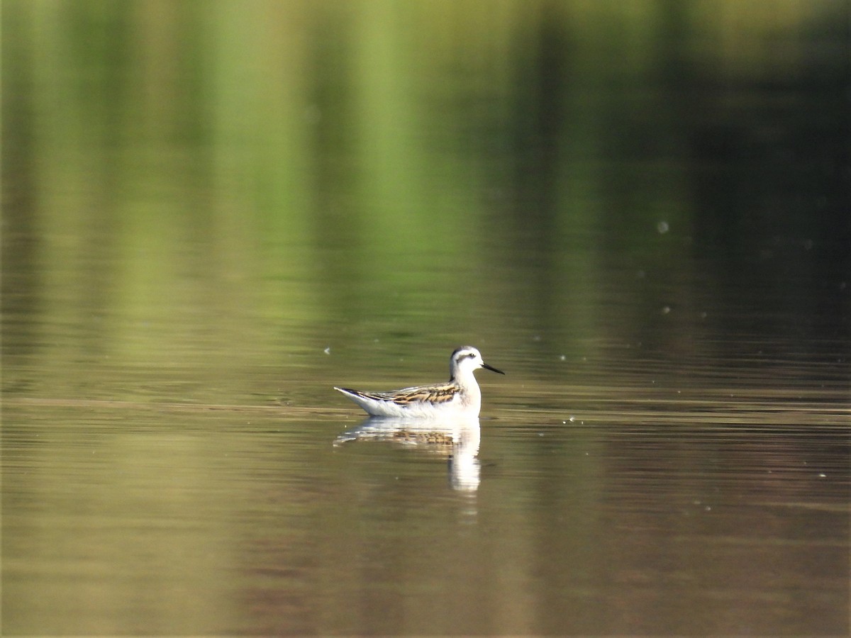 Red-necked Phalarope - ML481940391