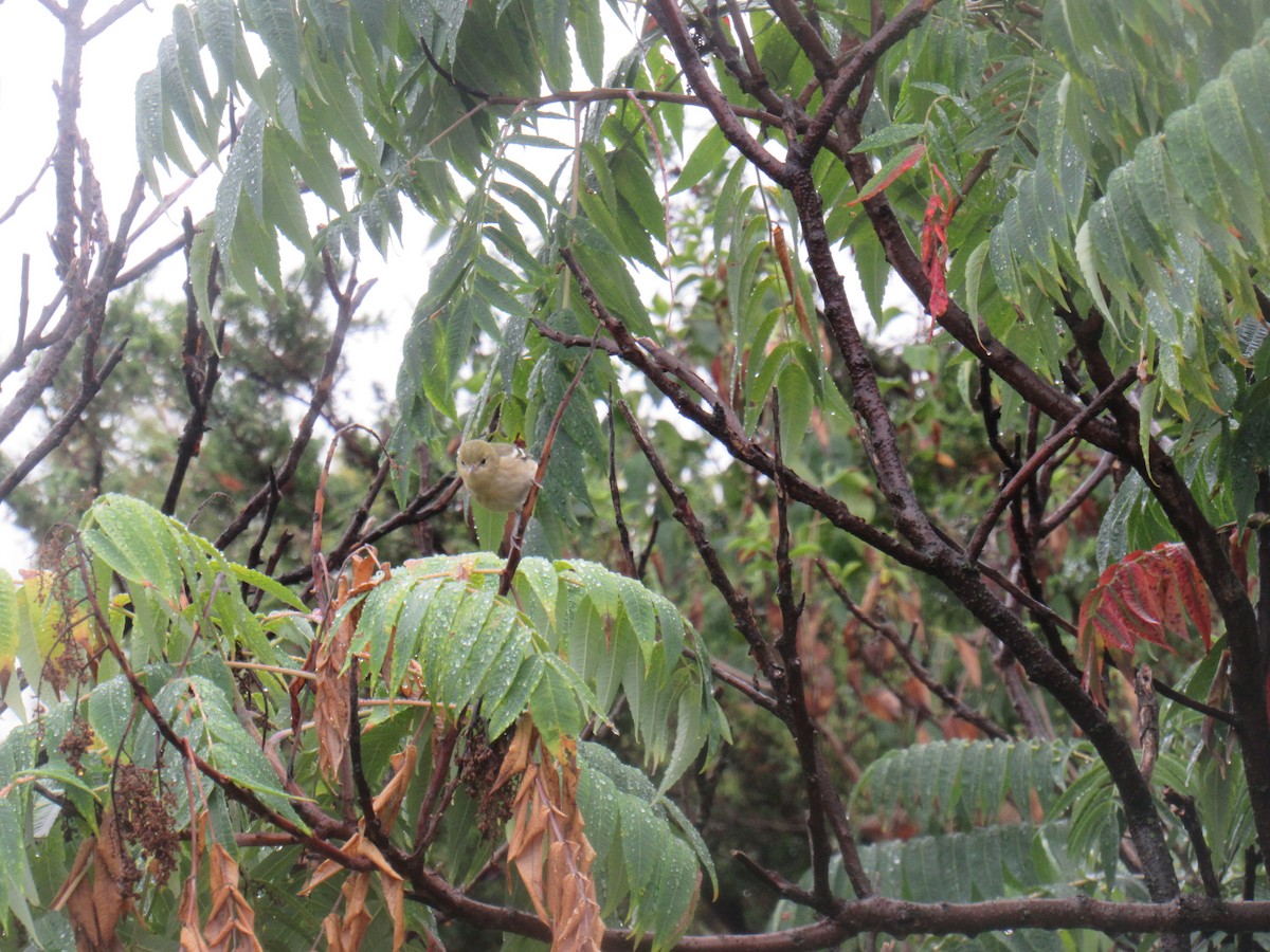 Bay-breasted Warbler - ML481940991