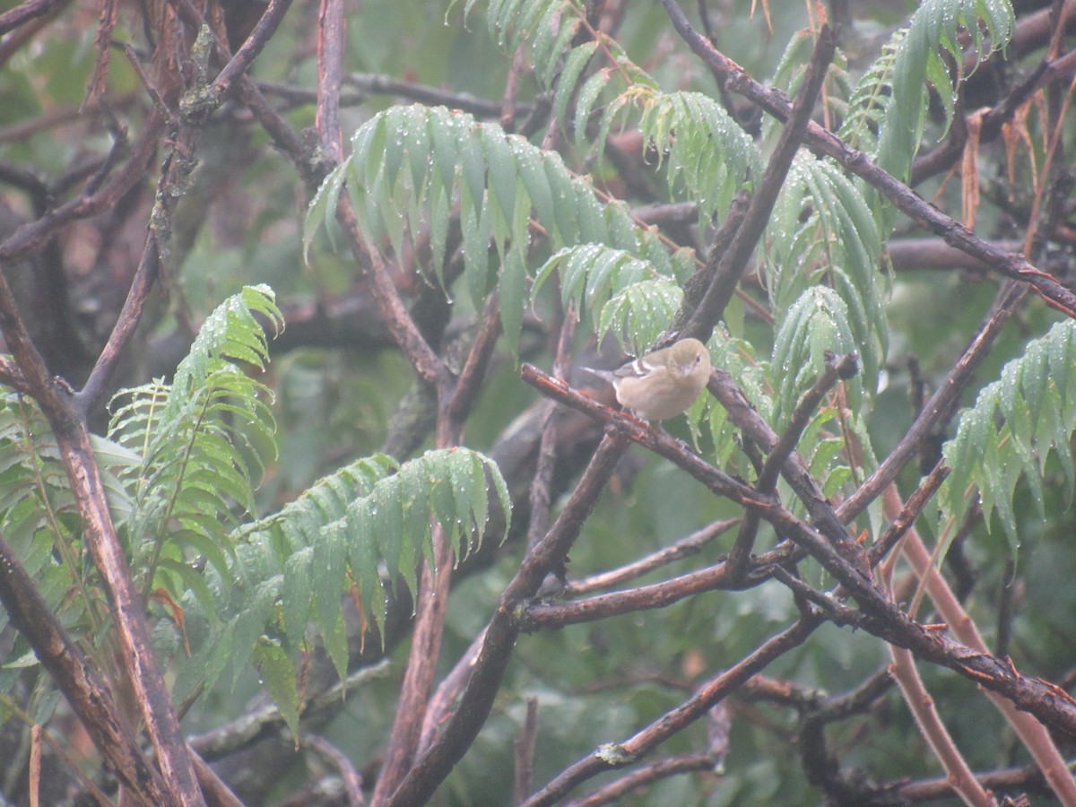 Bay-breasted Warbler - ML481941091