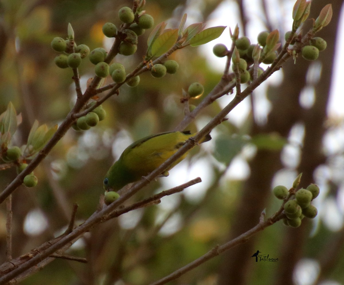 Blue-naped Chlorophonia - ML481941361