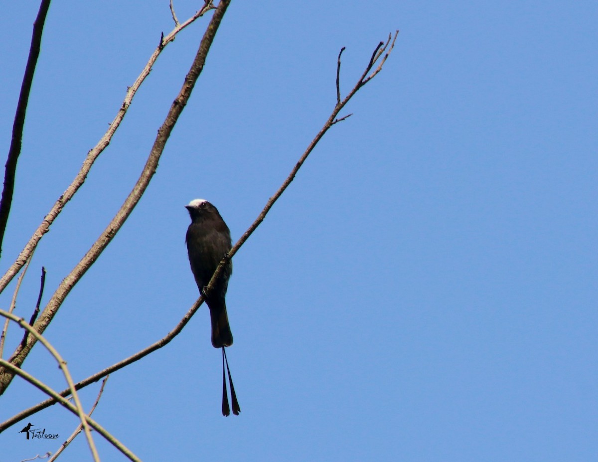 Long-tailed Tyrant - ML481941811