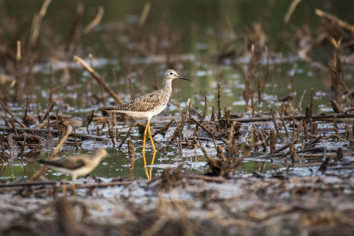 Lesser Yellowlegs - ML481943041