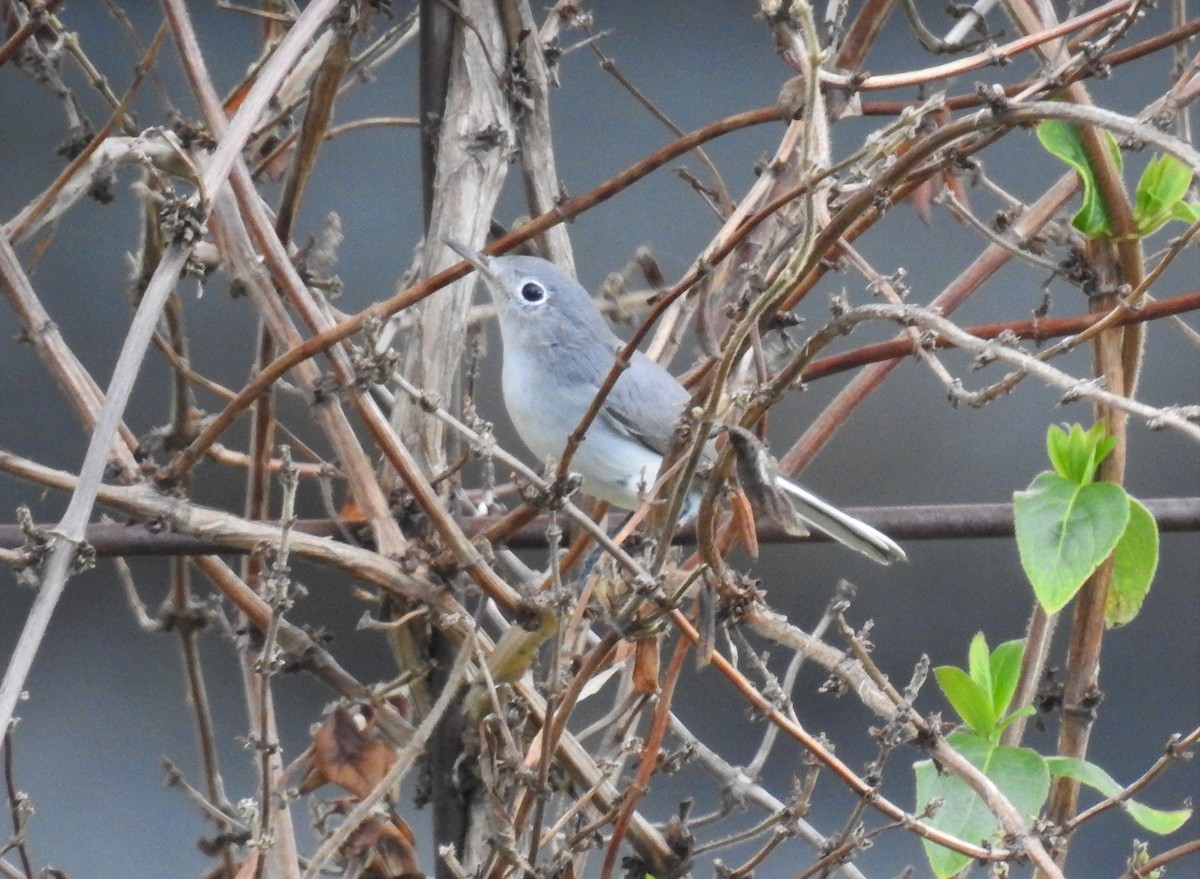 Blue-gray Gnatcatcher - ML481944061