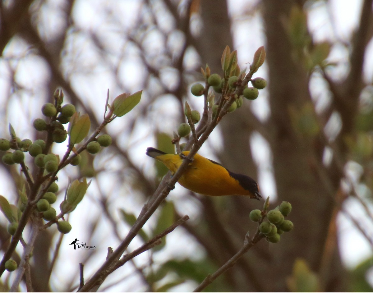 Violaceous Euphonia - ML481944551