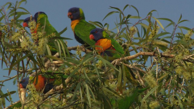 Rainbow Lorikeet - ML481945