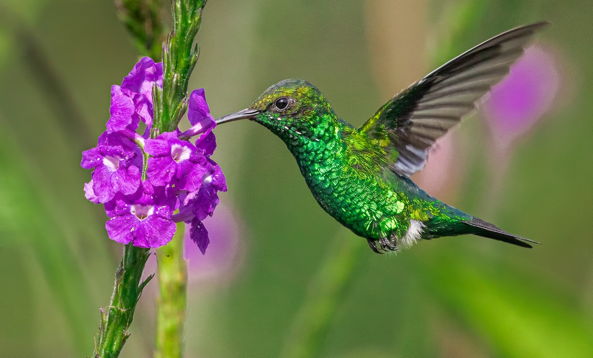 Red-billed Emerald - David Monroy Rengifo