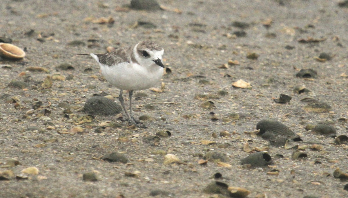 Snowy Plover - Esme Rosen