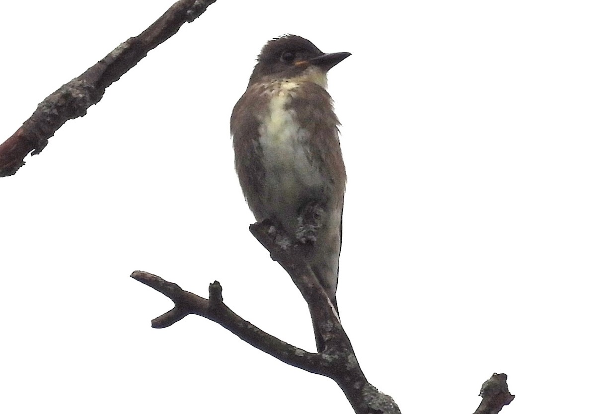 Olive-sided Flycatcher - ML481949321