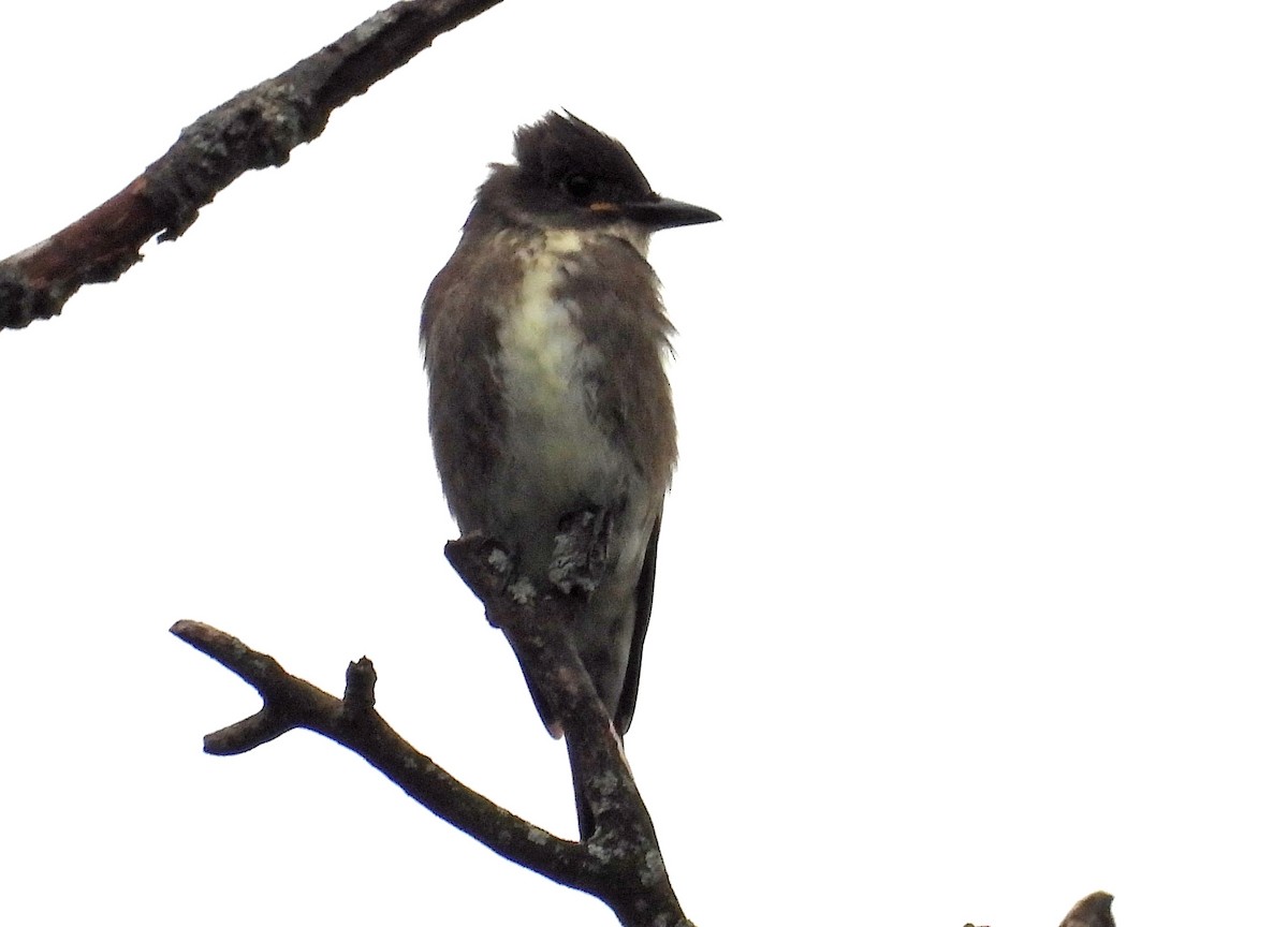 Olive-sided Flycatcher - ML481949341