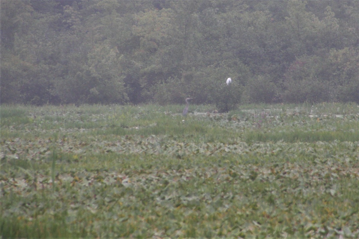 Great Egret - Scott Angus