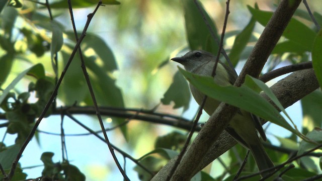 Gray Whistler (Gray-headed) - ML481951