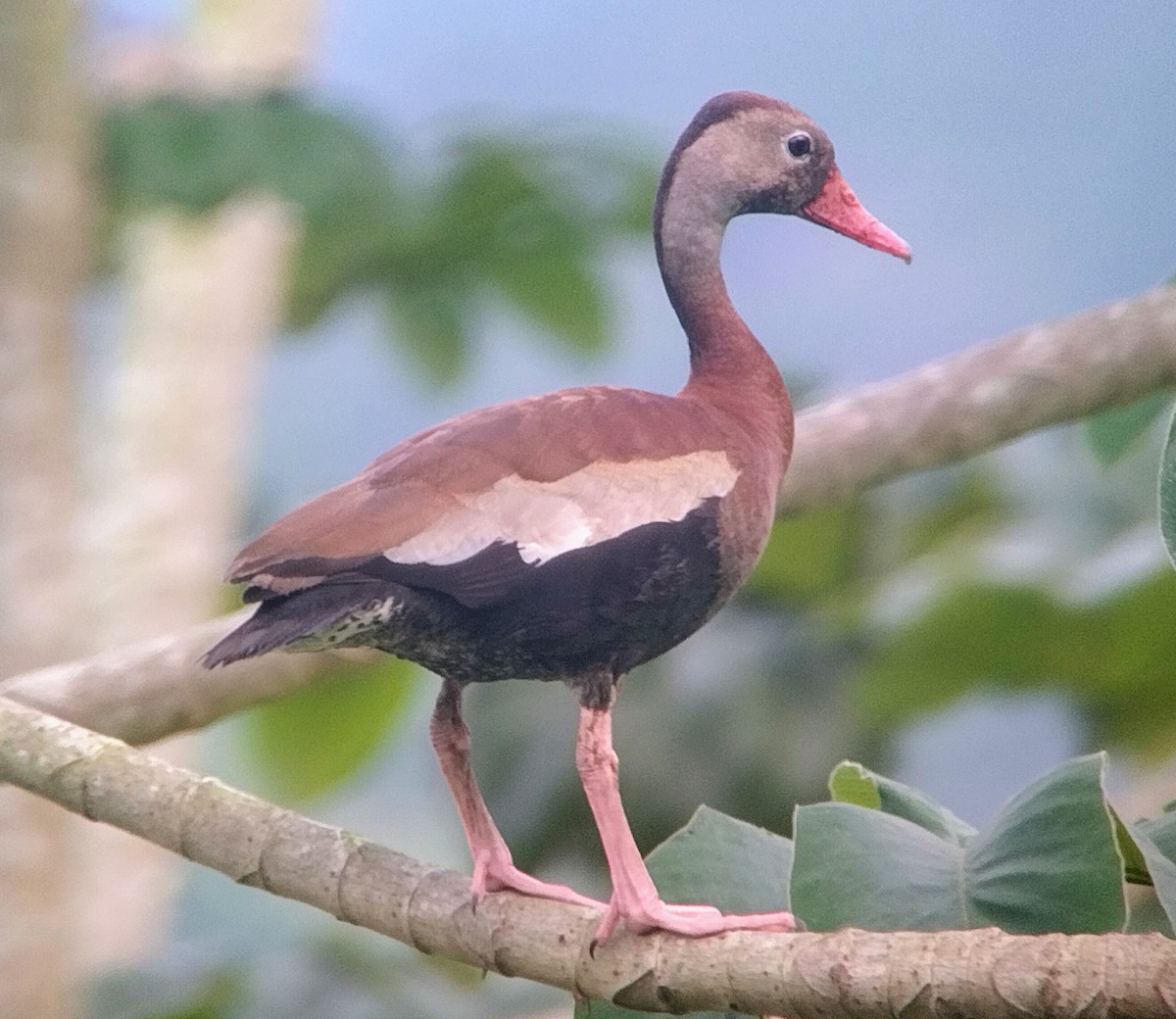 Dendrocygne à ventre noir - ML481952191