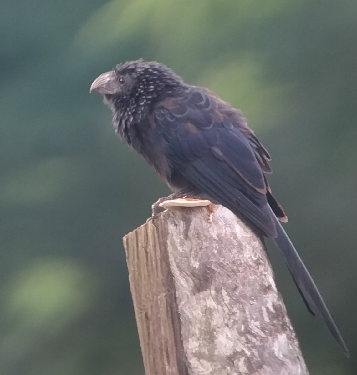 Groove-billed Ani - ML481952411