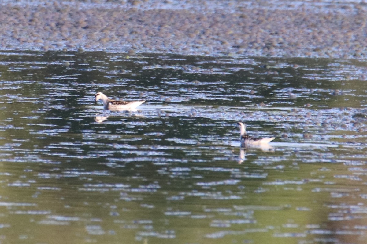 Red-necked Phalarope - ML481953091