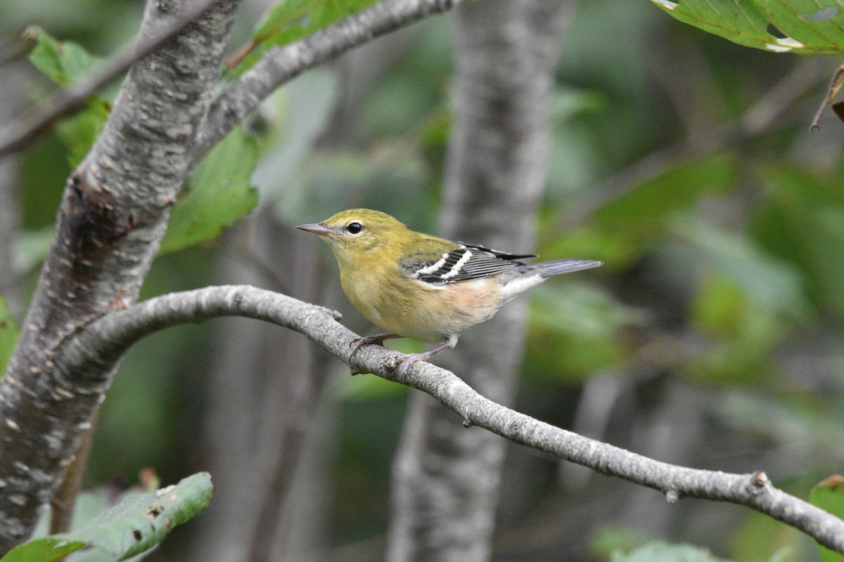 Bay-breasted Warbler - Devin Johnstone