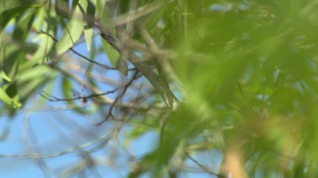 Red-winged Parrot - ML481954