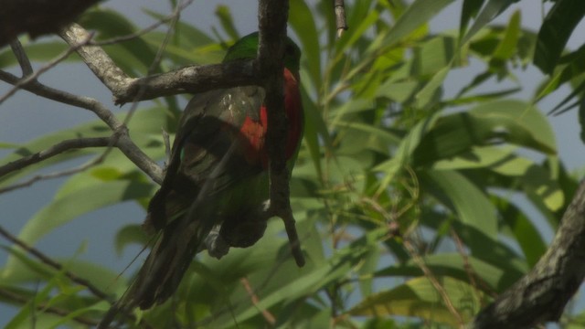 Red-winged Parrot - ML481955