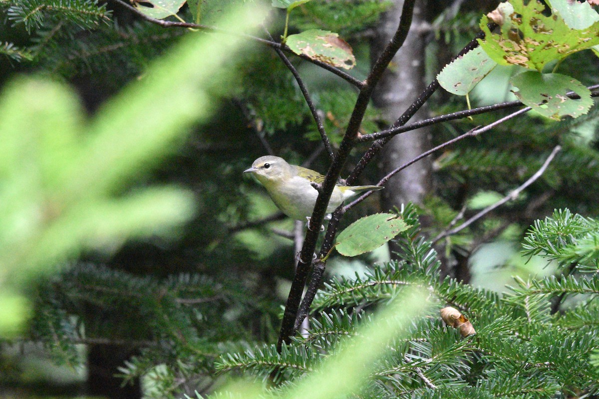 Tennessee Warbler - Devin Johnstone