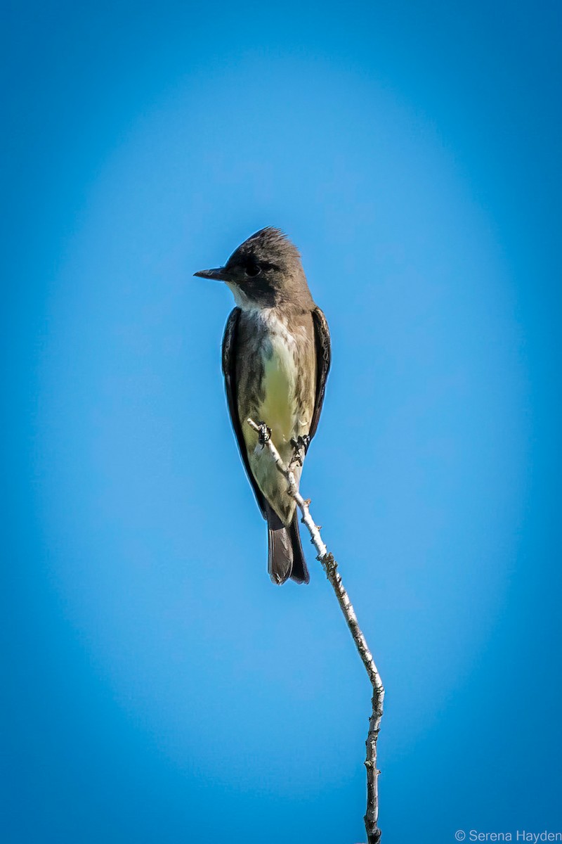 Olive-sided Flycatcher - Serena Hayden