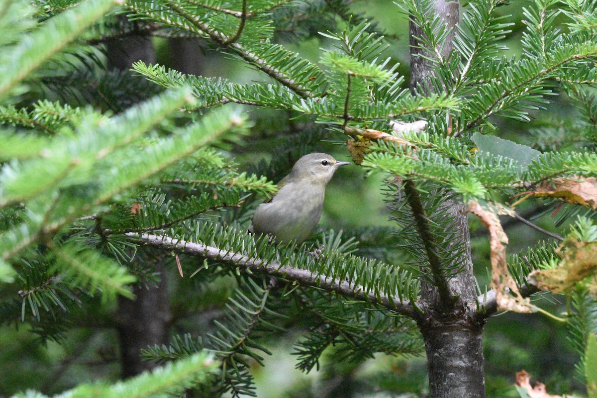 Tennessee Warbler - Devin Johnstone