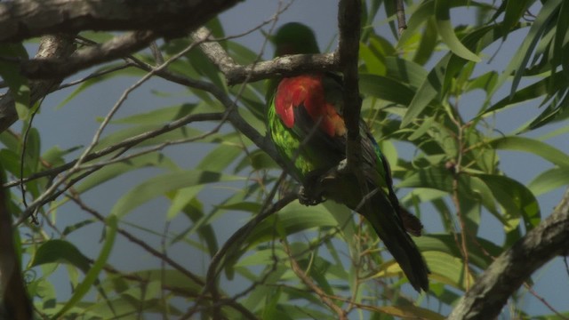 Red-winged Parrot - ML481956