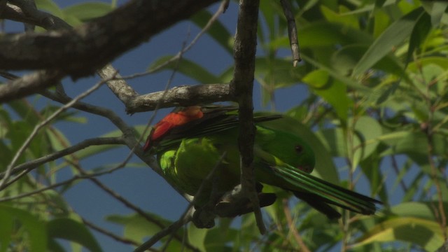 Red-winged Parrot - ML481957