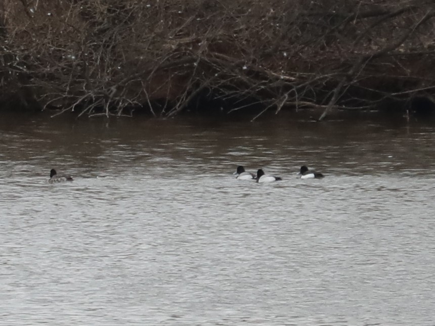 Tufted Duck - ML481957051