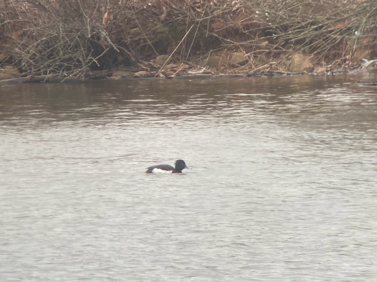 Tufted Duck - ML481957071