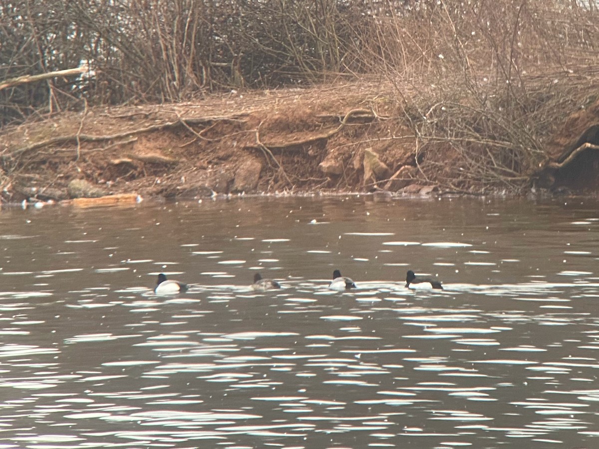 Tufted Duck - ML481957081