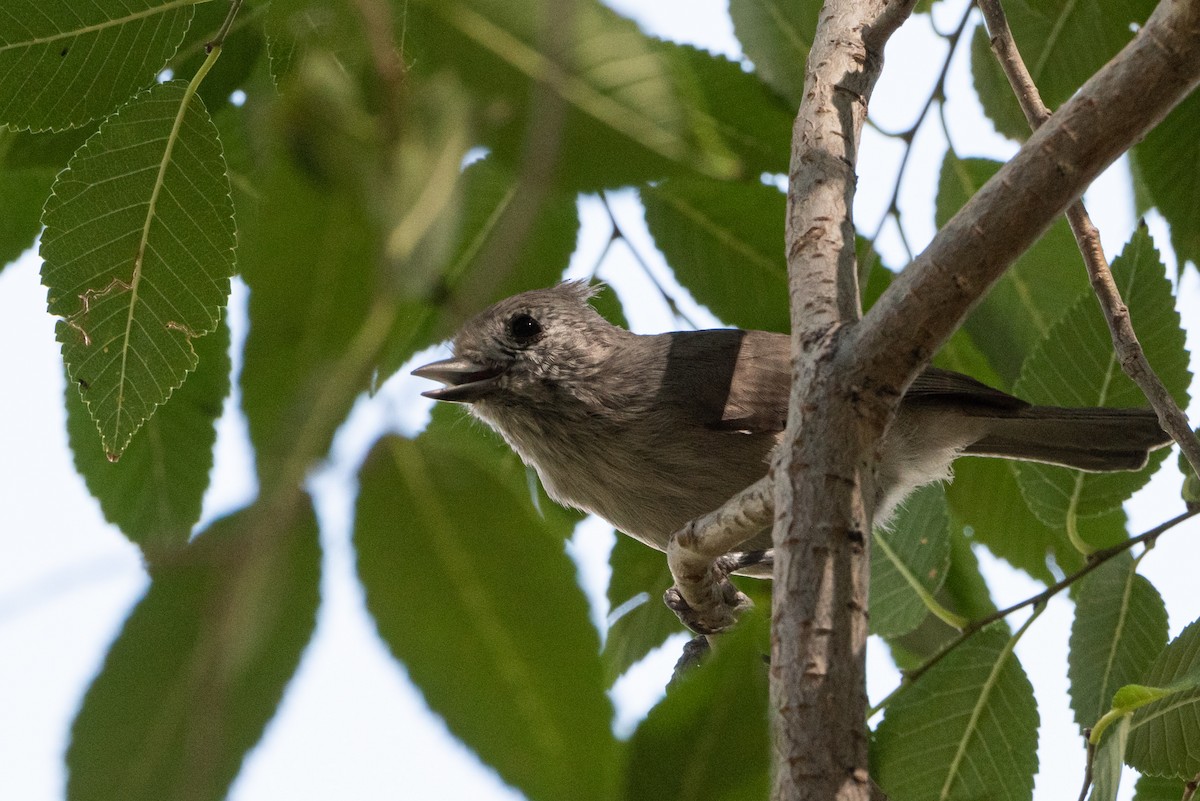 Juniper Titmouse - ML481957431