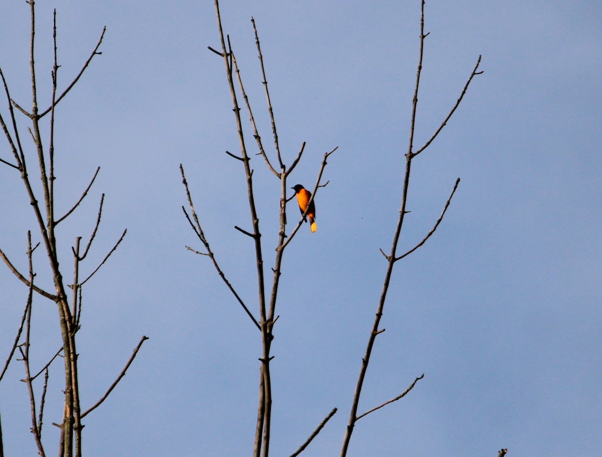 Baltimore Oriole - ML481957591