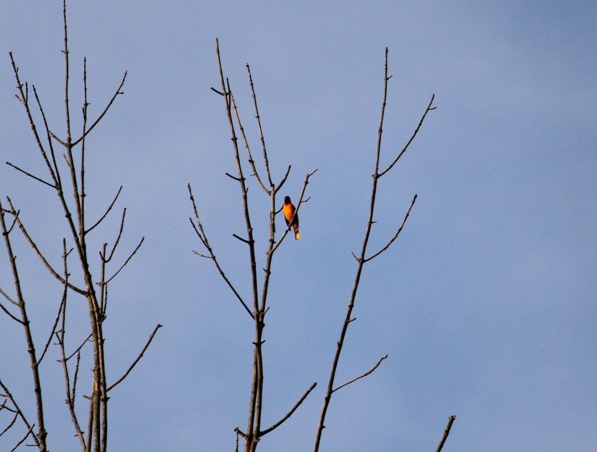 Baltimore Oriole - ML481957601