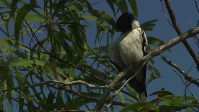 Black-backed Butcherbird - ML481958