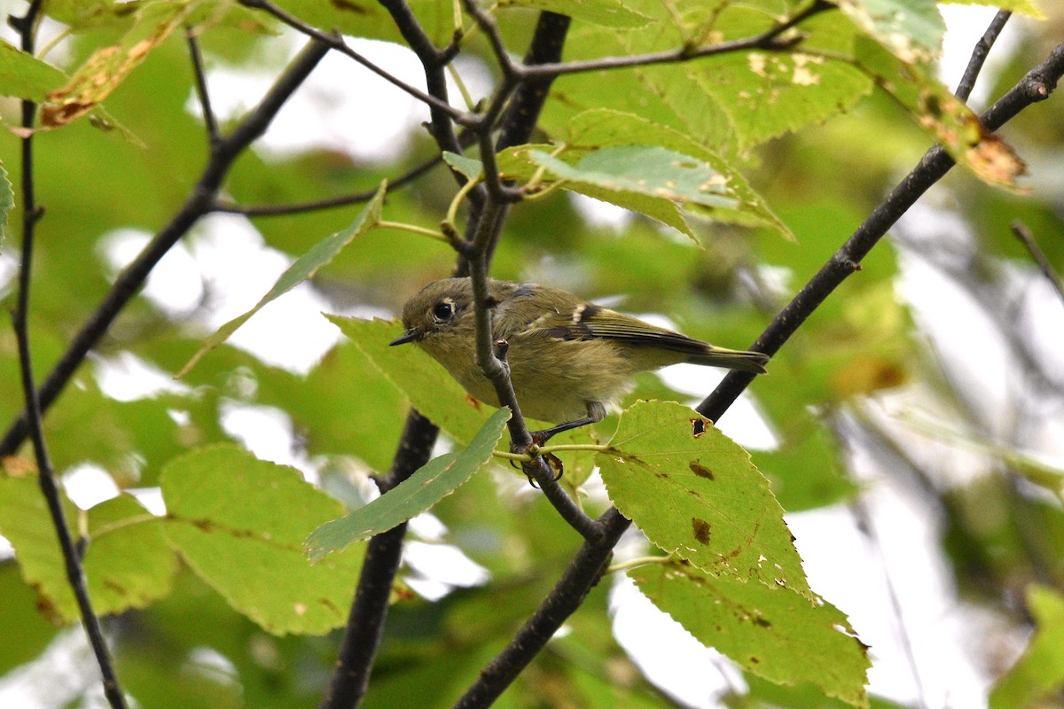 Ruby-crowned Kinglet - Devin Johnstone