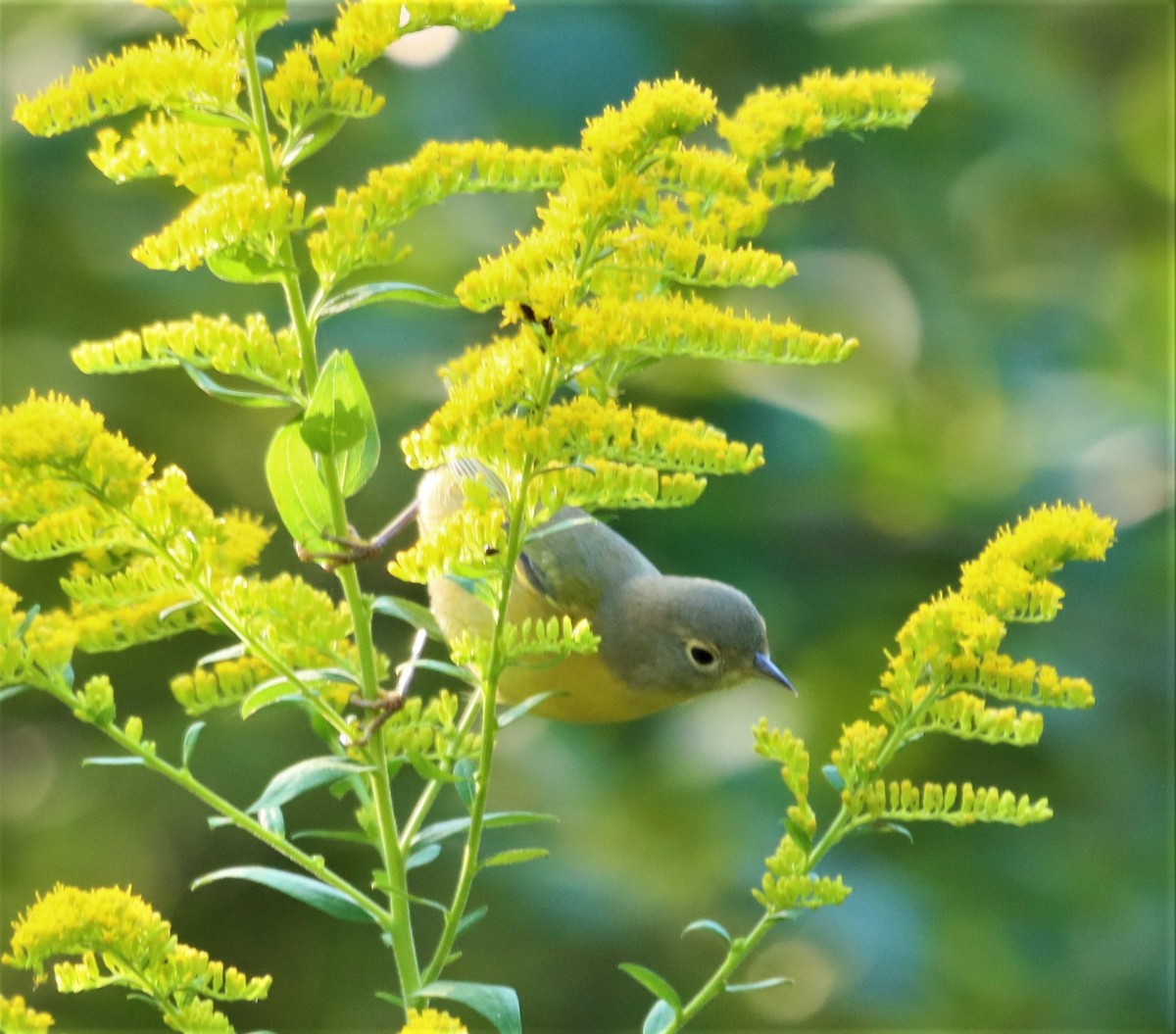 Nashville Warbler - ML481959471