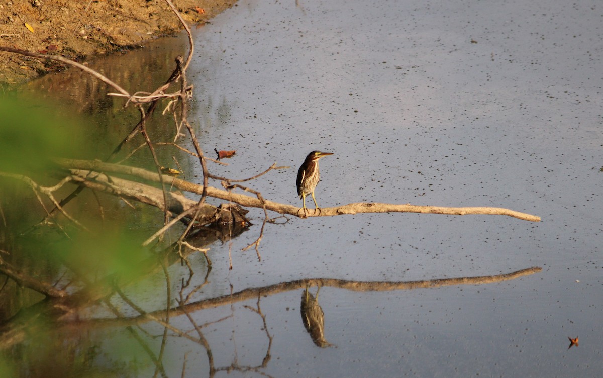 Green Heron - ML481959551