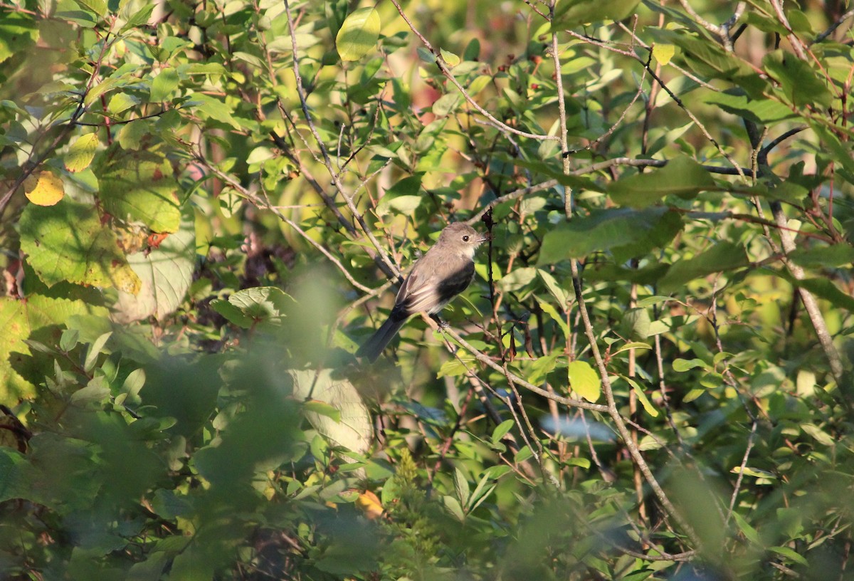 Eastern Phoebe - ML481960121