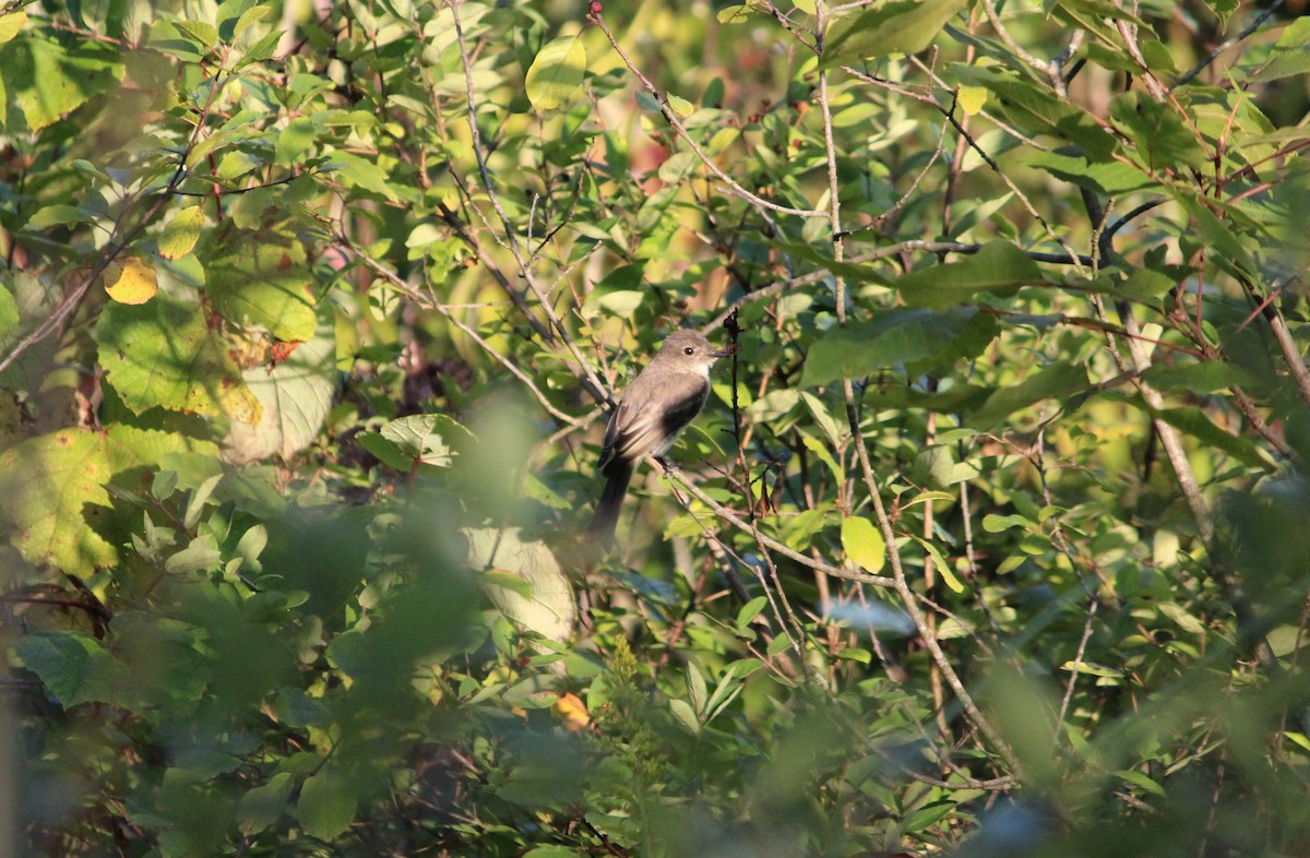 Eastern Phoebe - ML481960131