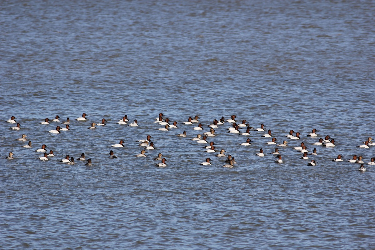 Canvasback - ML481961021