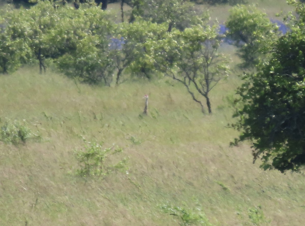 Sandhill Crane - ML481961041