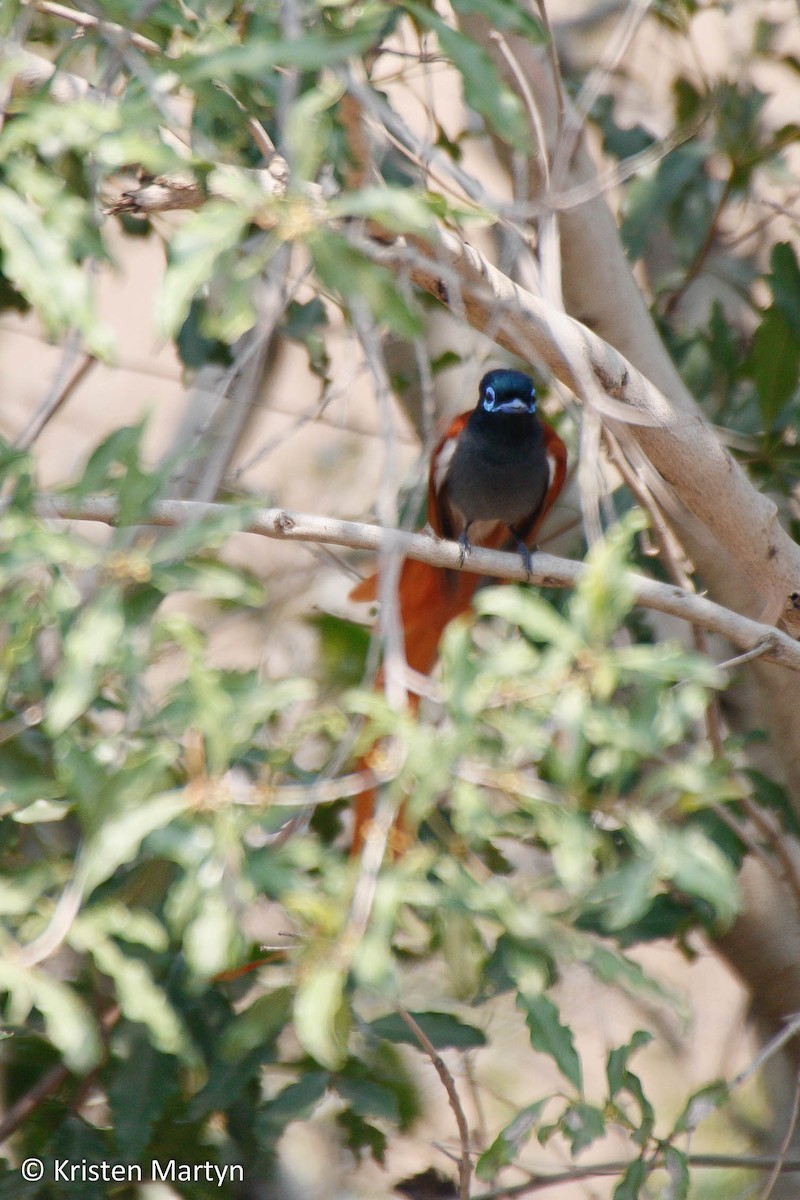 African Paradise-Flycatcher - ML481961201